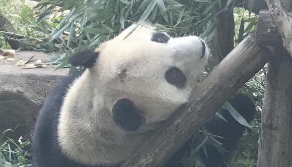 北京动物园回应网红熊猫秃头 网友：国宝真够皮的