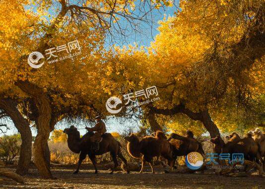 2020全国旅游景点排名_黄山风景区排名第一!“全国山岳型景区品牌100强榜