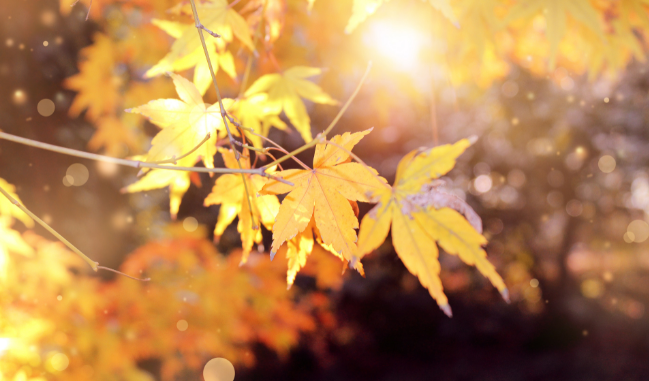 立秋和秋分的区别在哪 立秋和秋分是什么意思