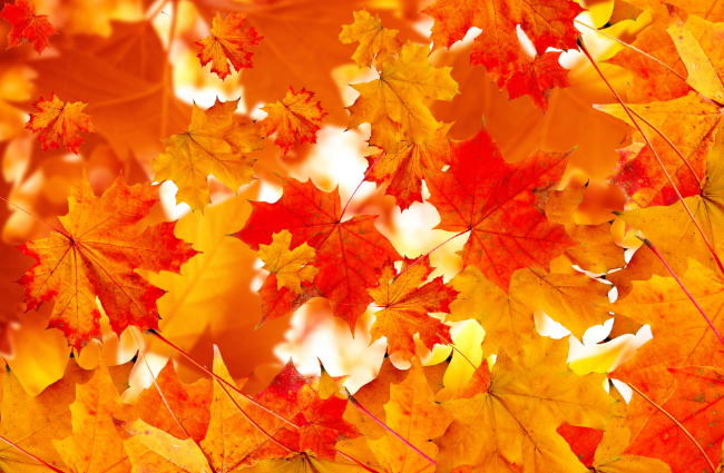 秋分和立秋一样的意思吗 秋分是立秋的意思吗
