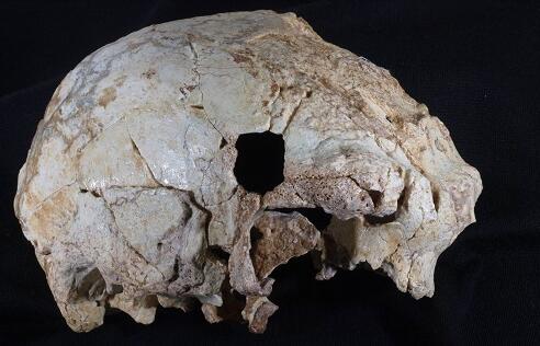 16000年前的人头骨化石长什么样 人头骨化石有价值吗