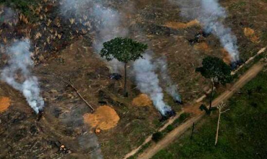 巴西南马托格罗索州遭50年最严重干旱 潘塔纳尔湿地被严重破坏