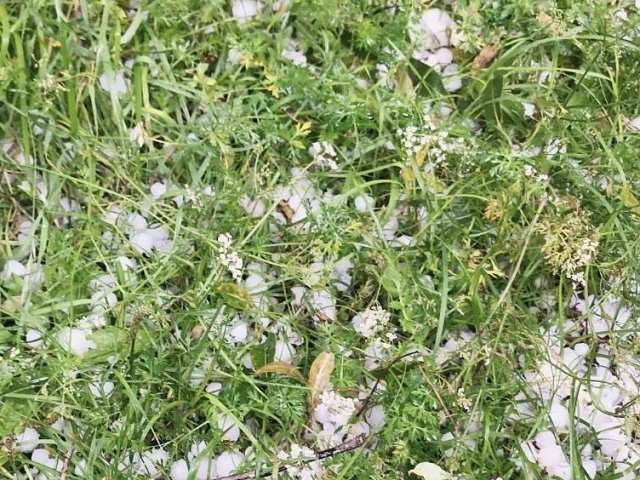 今明两天内蒙古多地将有强降雨 伴有短时强降水等强对流天气