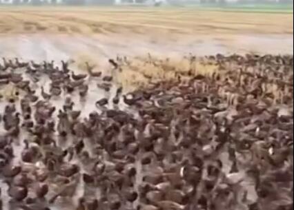 泰国农民放10000只鸭子吃害虫是怎么回事 网友：场面十分壮观