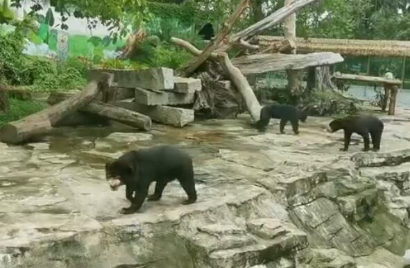 什么熊在树上筑巢 在树上筑巢的是哪种熊