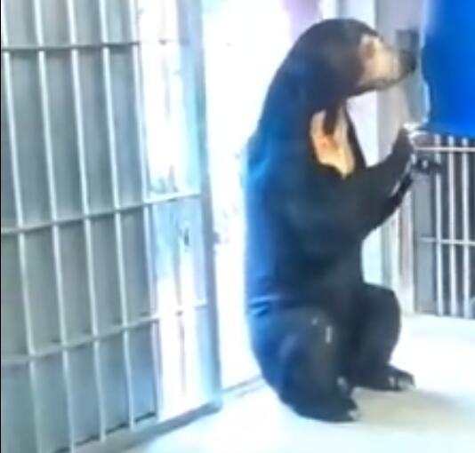 什么熊在树上筑巢 在树上筑巢的是哪种熊