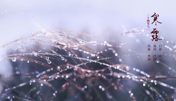 寒露节气的含义是什么 寒露是什么意思含义