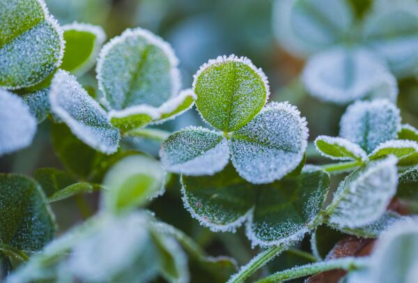寒露节气的含义是什么 寒露是什么意思含义