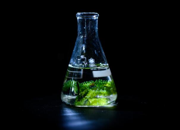 蓝藻细菌通过什么释放氧气  蓝藻细菌会生产氧气吗