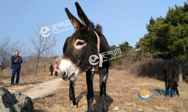 成语博士买驴讽刺的是什么 博士买驴是什么意思