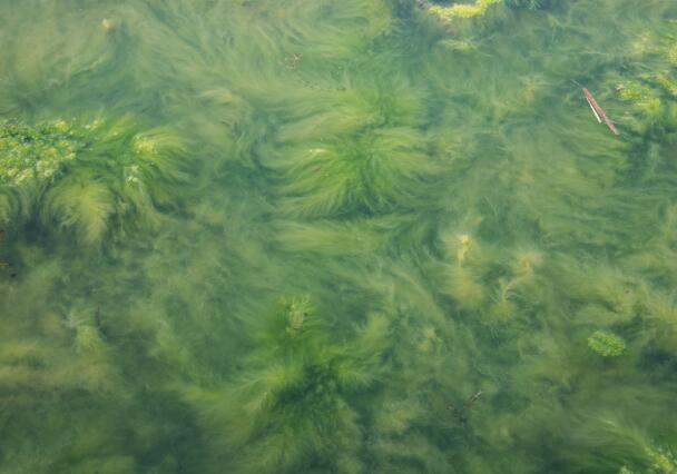 蓝藻细菌通过什么释放氧气  蓝藻细菌会生产氧气吗