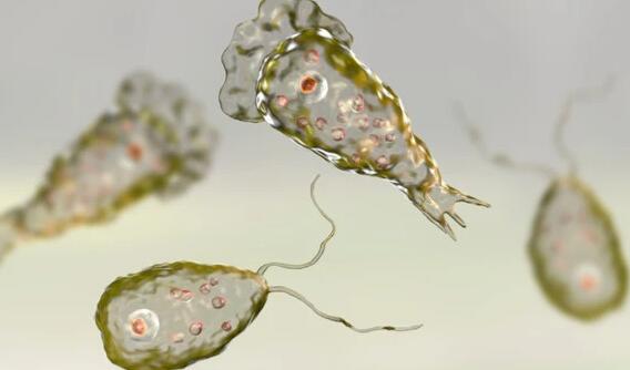 美自来水遭致命微型变形虫入侵是怎么回事 食脑虫真的会吃大脑吗