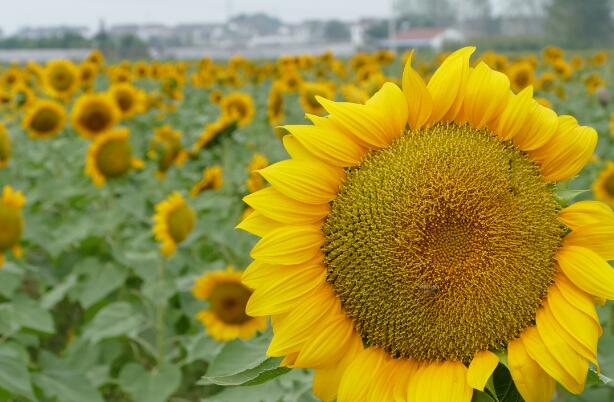 2020国庆节广州哪里好玩人少 十一广州旅游最佳去处