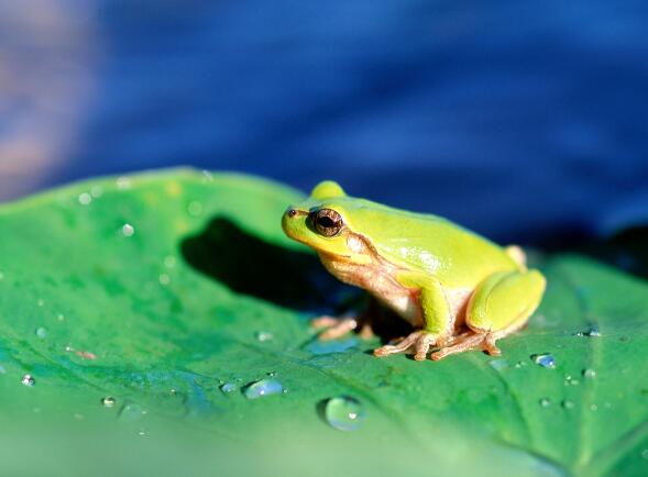 在夏天青蛙为什么会哌哌哌地叫个不停 夏季为什么青蛙老是叫