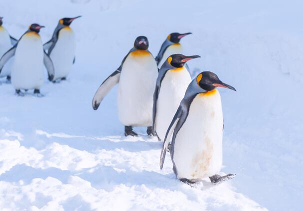 企鹅们行走时为什么经常排成一列纵队 企鹅排成纵队行走是什么原因