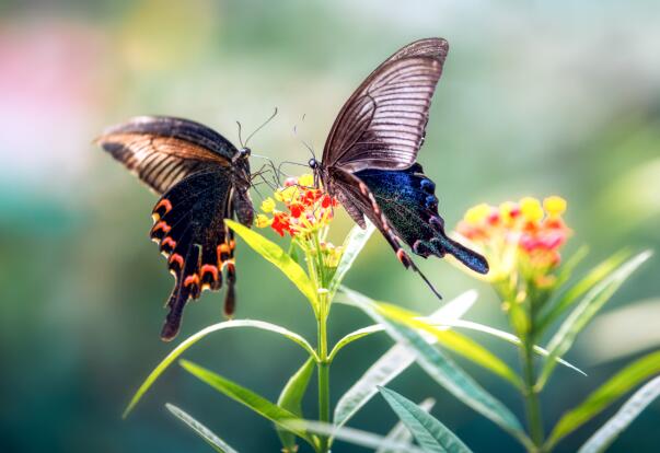 蝴蝶辨别食物味道是用哪个身体部位  蝴蝶是通过什么来辨别食物味道的