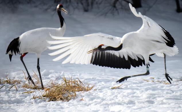 丹顶鹤的丹顶指的是什么 丹顶鹤这个名字是什么含义