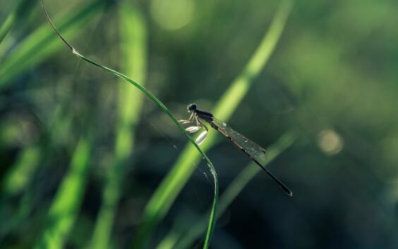借助哪种昆虫对湿地水质进行监测 哪类昆虫可以监测水质