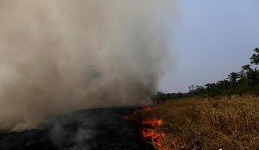 研究最新监测：今年亚马孙森林火灾达15700起刷新纪录