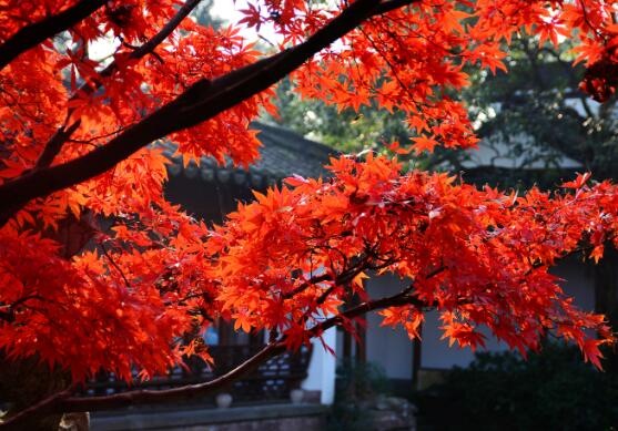 2020秋季赏红叶去哪里好 秋天赏红叶的最佳地点