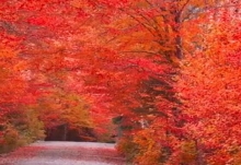 2020秋季赏红叶去哪里好 秋天赏红叶的最佳地点