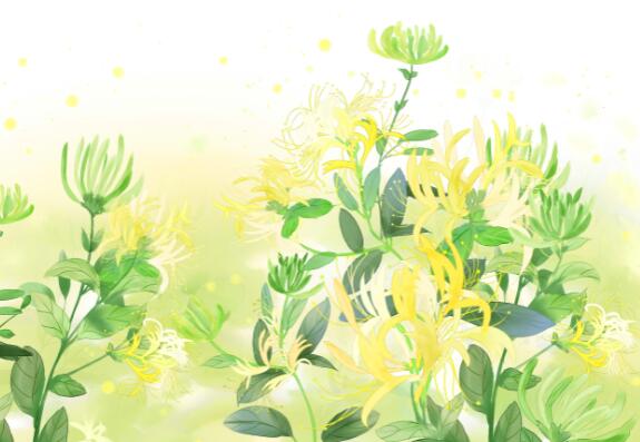 忍冬花又被称为金银花是因为是什么  忍冬花为什么又被叫做金银花