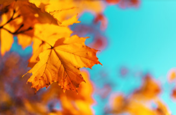 描写秋天景色的诗句 形容秋色美景的诗句