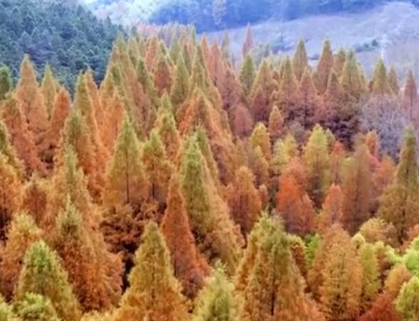 11月长沙旅游哪里好玩 11月长沙旅游景点推荐