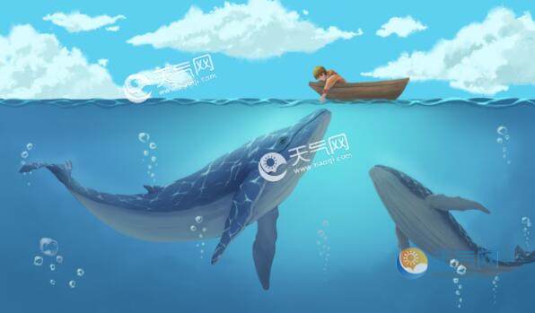 鲸鱼一分钟心跳是几次 鲸鱼的心跳每分钟多少
