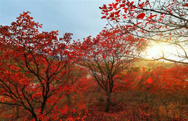 香山红叶渐入最佳观赏期 北京红叶观赏地大盘点