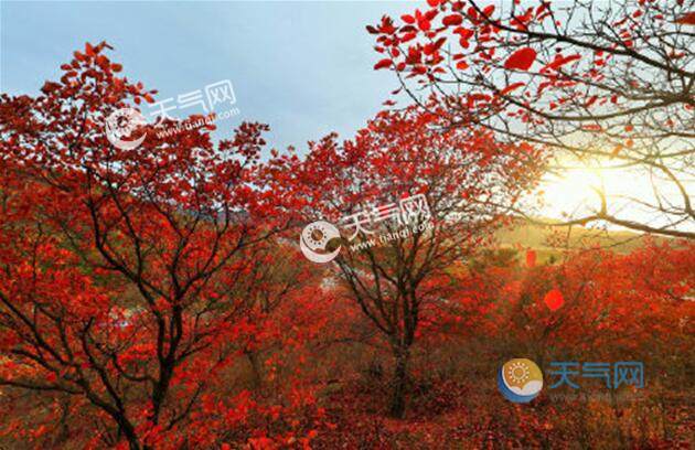 香山红叶渐入最佳观赏期北京红叶观赏地大盘点 天气网