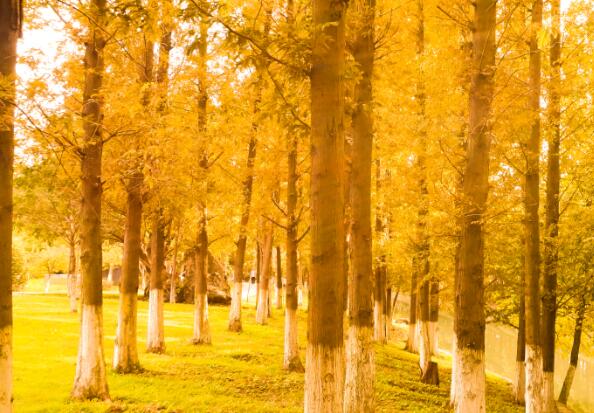 11月赏银杏去哪里好 11月赏银杏最佳去处