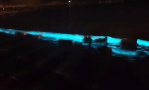 辽宁葫芦岛海边现荧光海是怎么回事 荧光海形成原因是什么