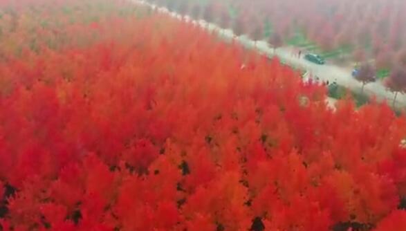 日照3500亩枫林仿佛红色海洋 现场就像一幅色彩斑斓的油画