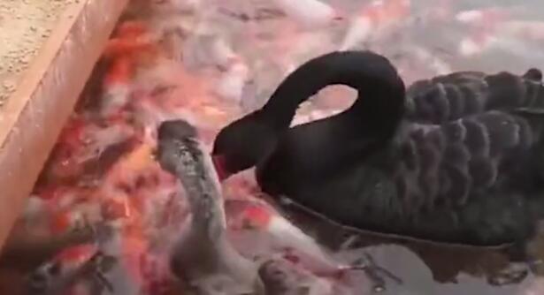 黑天鹅亲吻式喂锦鲤是怎么回事 网友：好有爱的一面