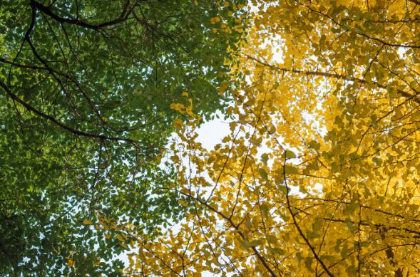11月上海旅游去哪好 十一月上海游玩最佳去处