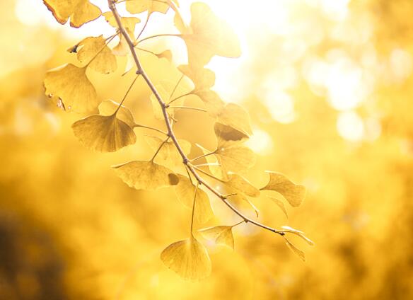 11月杭州旅游哪里好玩 十一月杭州旅游最美的地方