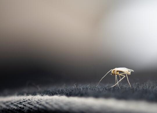 天冷了家里蚊子从哪来的 冬天为什么家里有很多蚊子