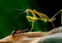螳螂是益虫还是害虫 螳螂是怎么捕食的