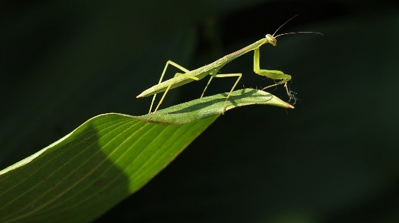 螳螂是益虫还是害虫 螳螂是怎么捕食的