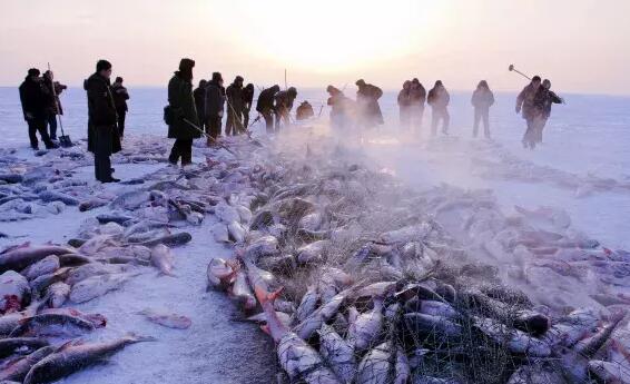 东北渔民河中捞鱼时船被冻住是什么情况 当事人:当时冰面有半尺厚