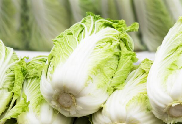 白菜属于什么科 白菜的科属是什么