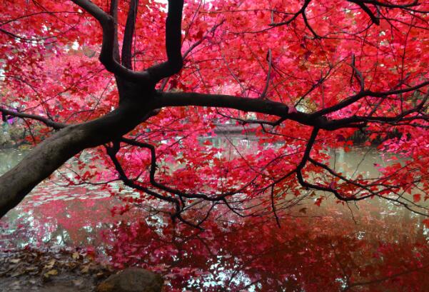 11月下旬适合去哪里旅游 11月下旬旅游的最佳地点