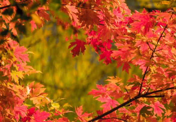 11月底去哪里旅游最合适 11月末国内最佳旅游去处