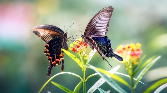蝴蝶是益虫还是害虫 蝴蝶是怎么变成的
