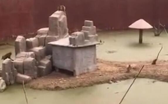 邯郸动物园猴子住绿藻污水池是怎么回事 动物园发布最新回应