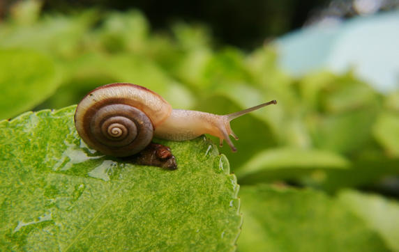 蜗牛是益虫还是害虫 蜗牛的特点和生活特征
