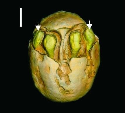 1500万年前的枣是怎么回事 网友：这枣能吃吗