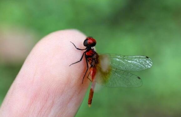 世界最小蜻蜓体长不足15毫米是怎么回事 专家：蜻蜓中的侏儒