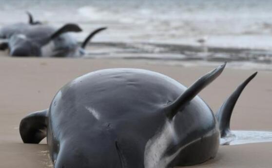 新西兰近百头鲸集体搁浅海滩死亡是怎么回事 鲸鱼为什么要集体自杀